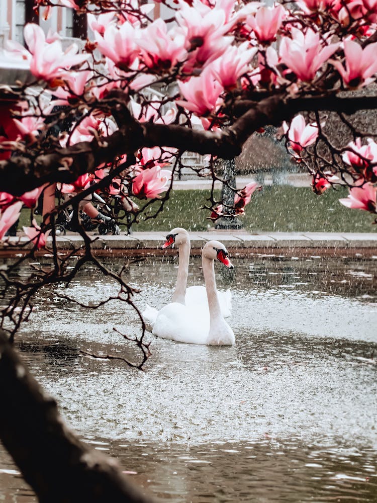 Swans On A Pond