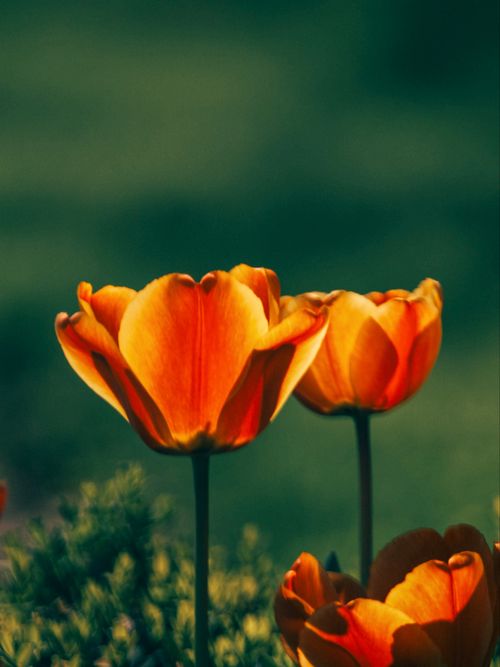 Free Close-up of vibrant orange tulips in full bloom against a green backdrop, showcasing the beauty of spring. Stock Photo