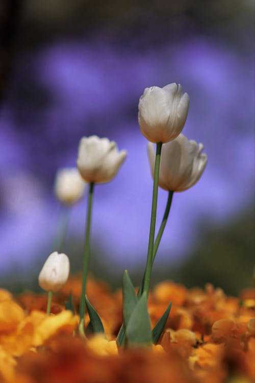 Ingyenes stockfotó fehér tulipánok, függőleges lövés, közelkép témában