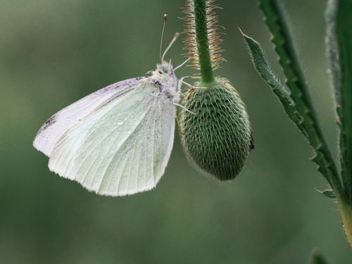Free Close-up shot of a small white butterfly perched on a budding flower with green background. Stock Photo