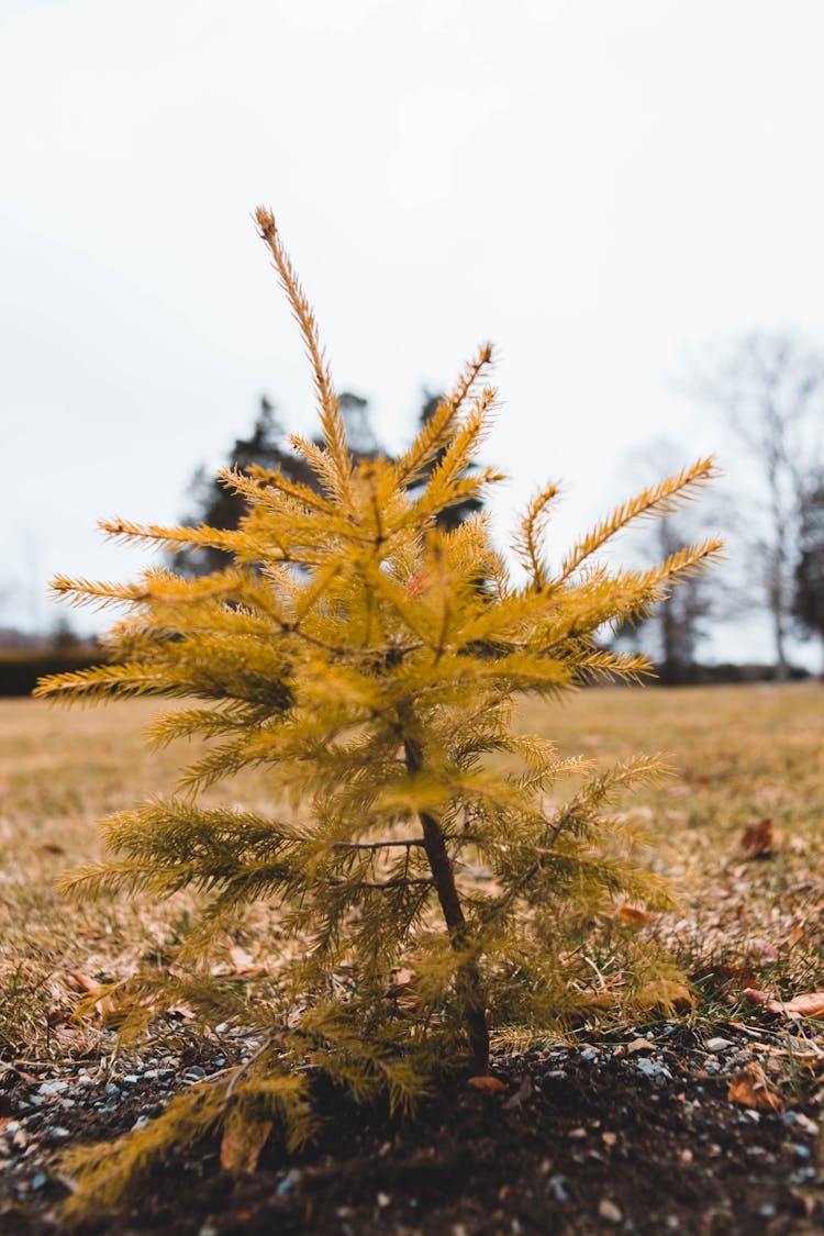 Small Evergreen Tree