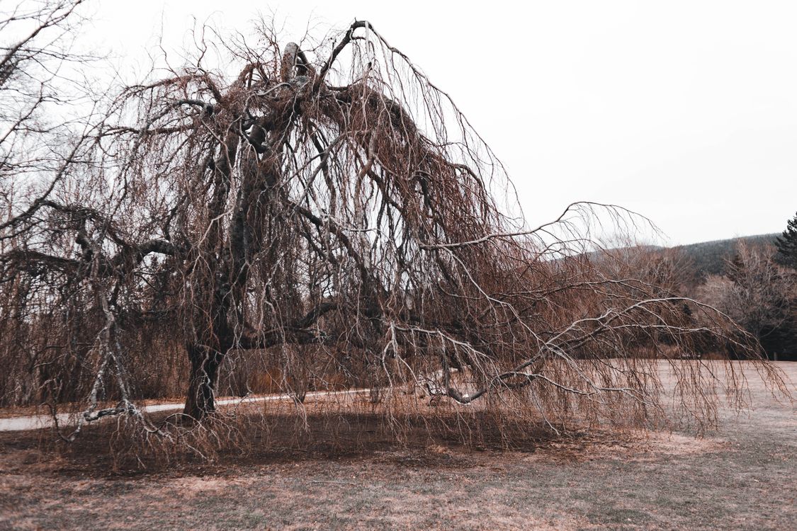 Bushless Tree Leafless Tree in Autumn · Free Stock Photo