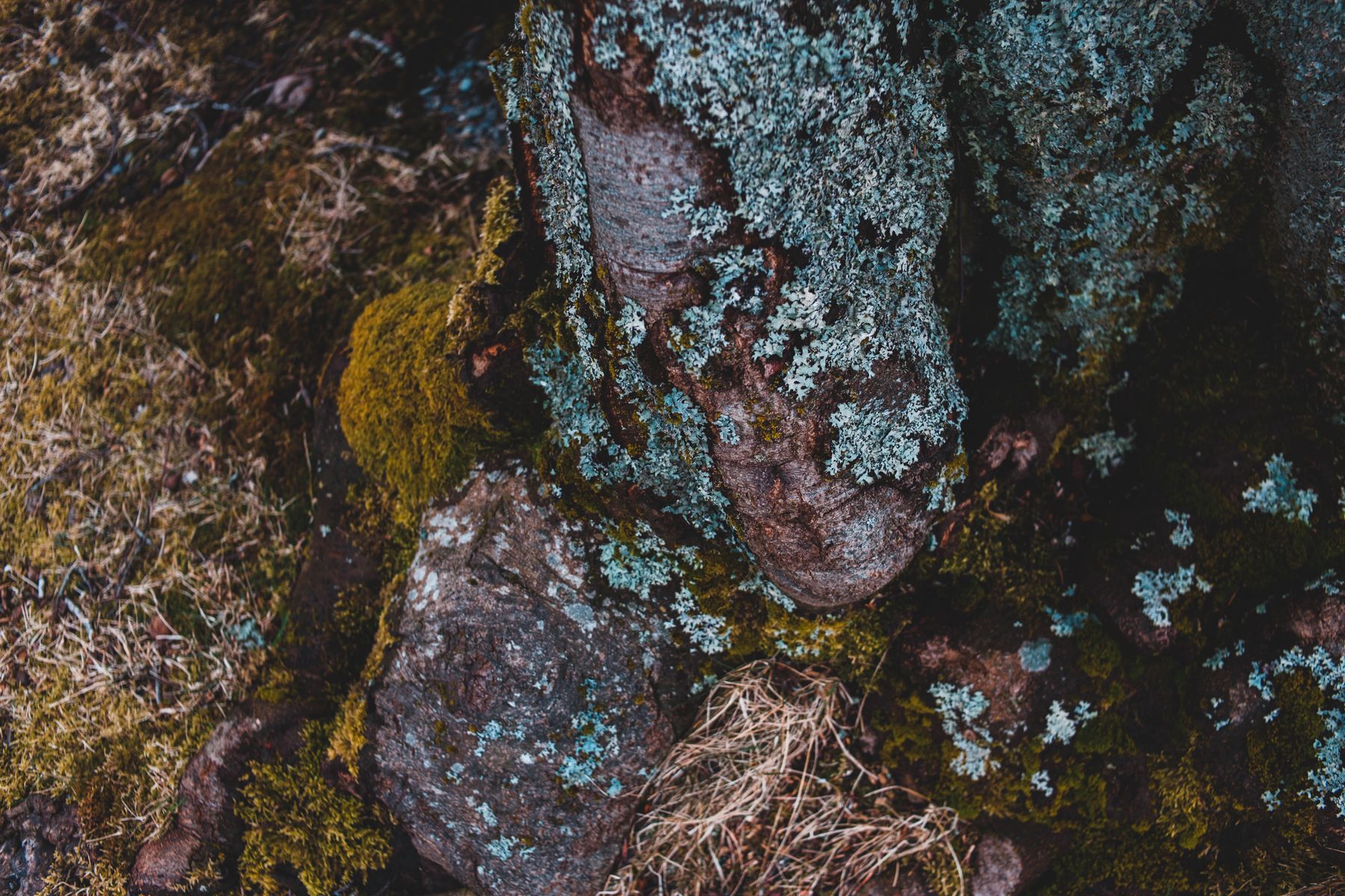 Close-up of moss and lichen growing over rocks — photo by Erik Mclean on Pexels