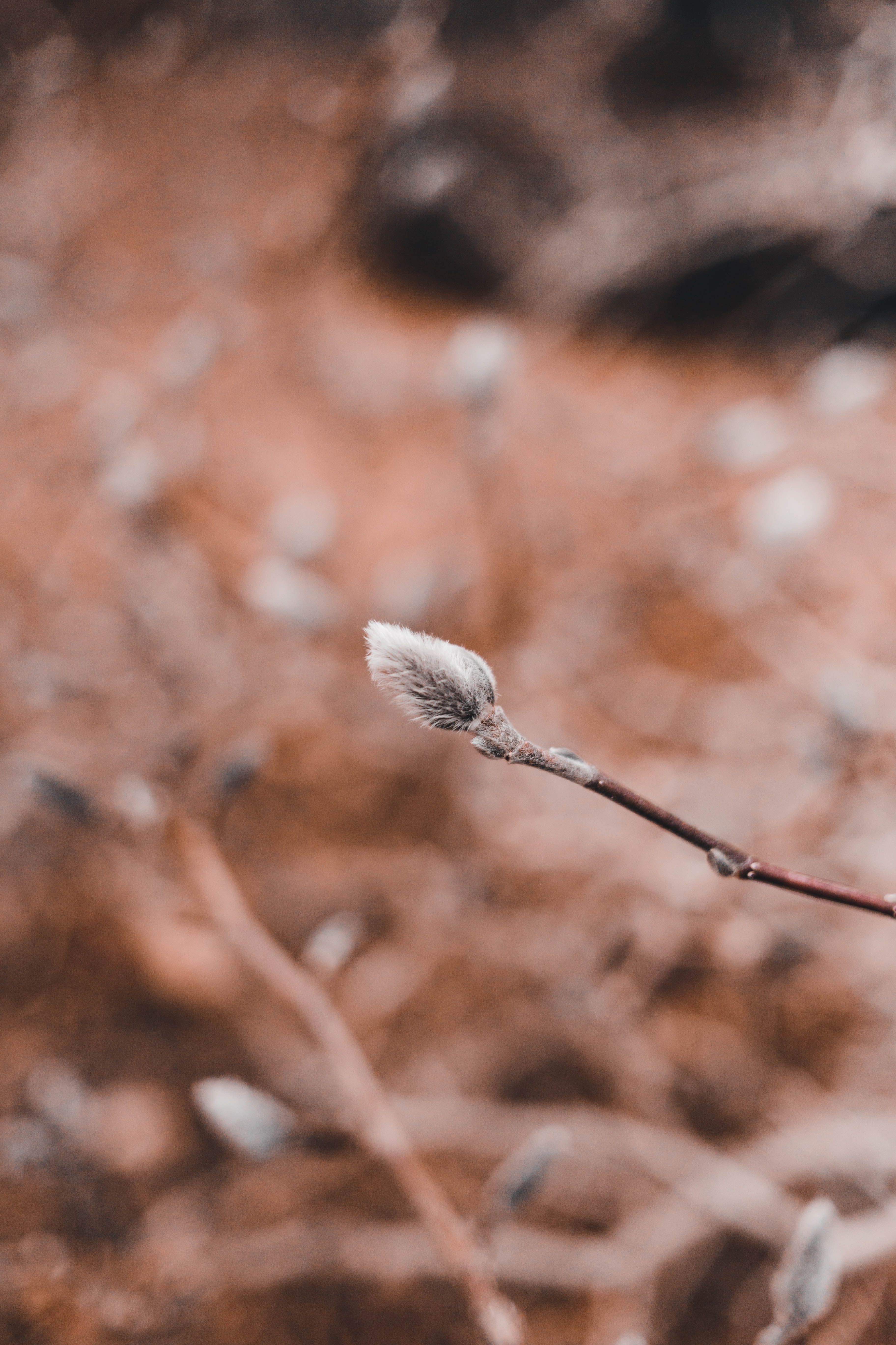 Detailed view of a twig with a single bud, showcasing nature's simplicity.