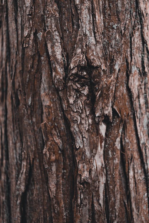 Bark of a Tree