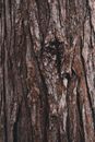 Free stock photo of bark, carpentry, dark