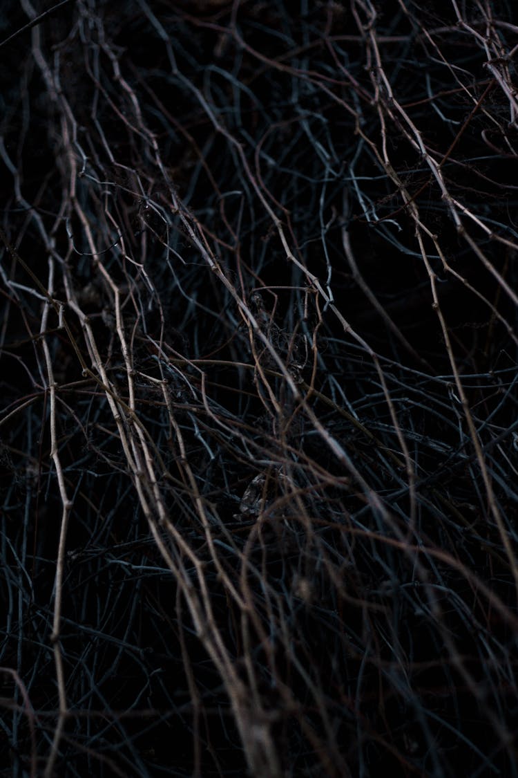 Tree Branches At Night