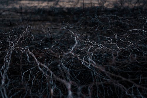 Free Twigs on the Ground Stock Photo