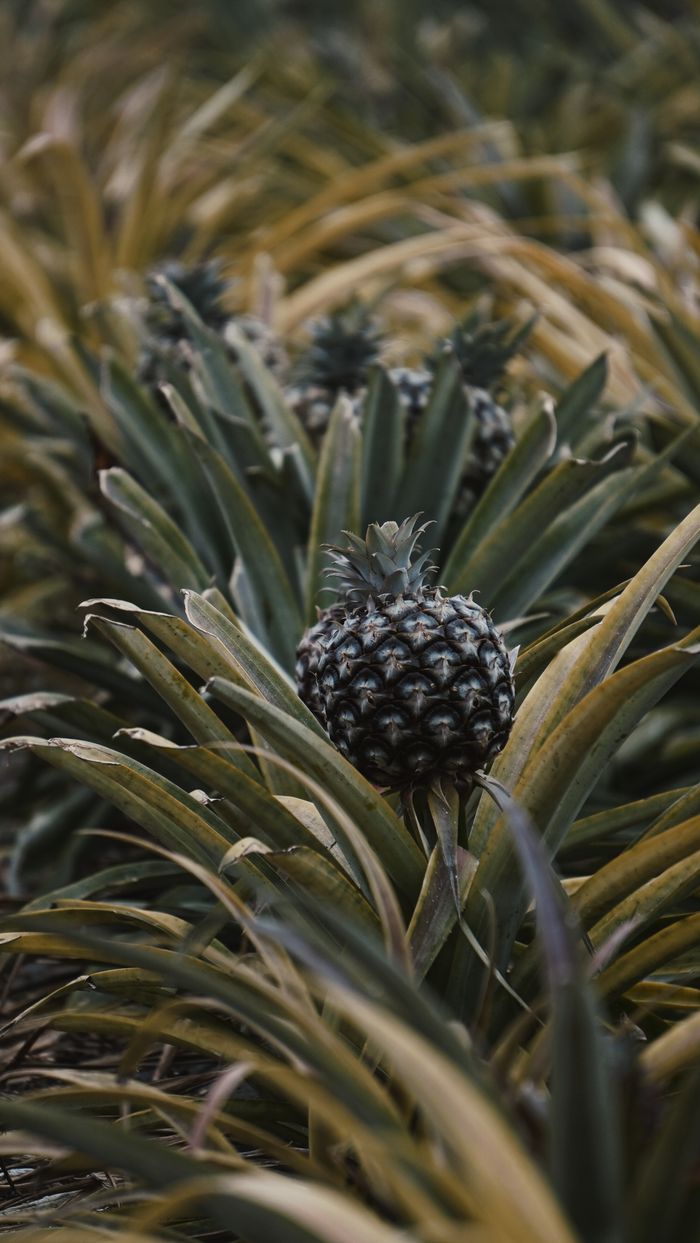 Champ d'ananas