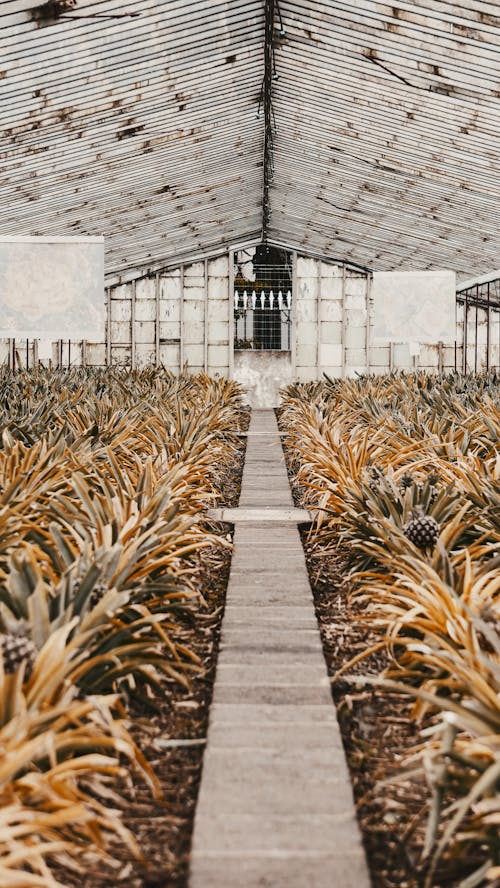 Pineapple Plantation