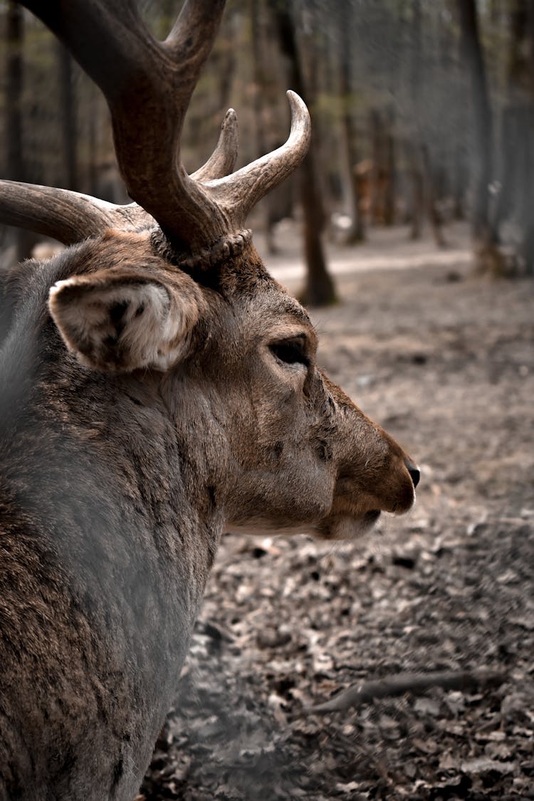 Close Up Photo Of A Deer