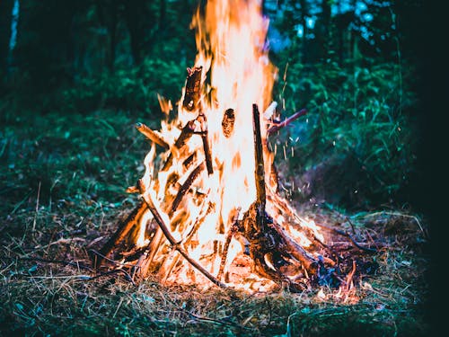 Free Bonfire on Forest Screengrab Stock Photo
