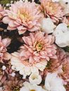 Bouquet of Beautiful Pink Flowers 