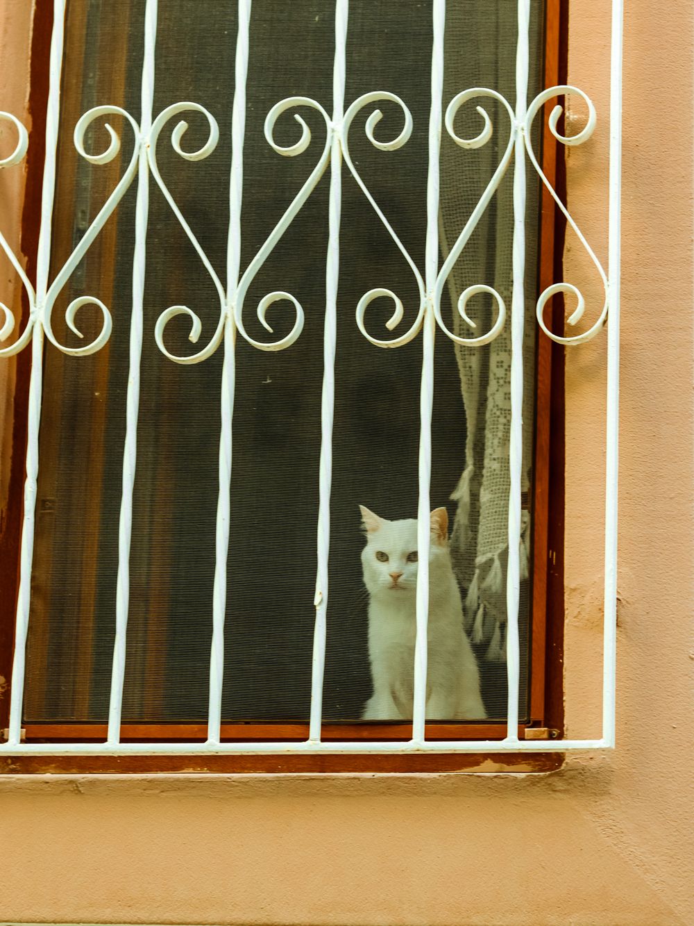 Sind Straßenkatzen glücklicher? Wohnungskatze vs. Freigang ehrlich erklärt - 2