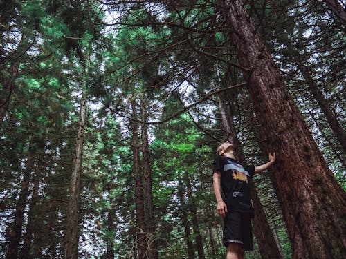 Man Looking at the Top of Tree