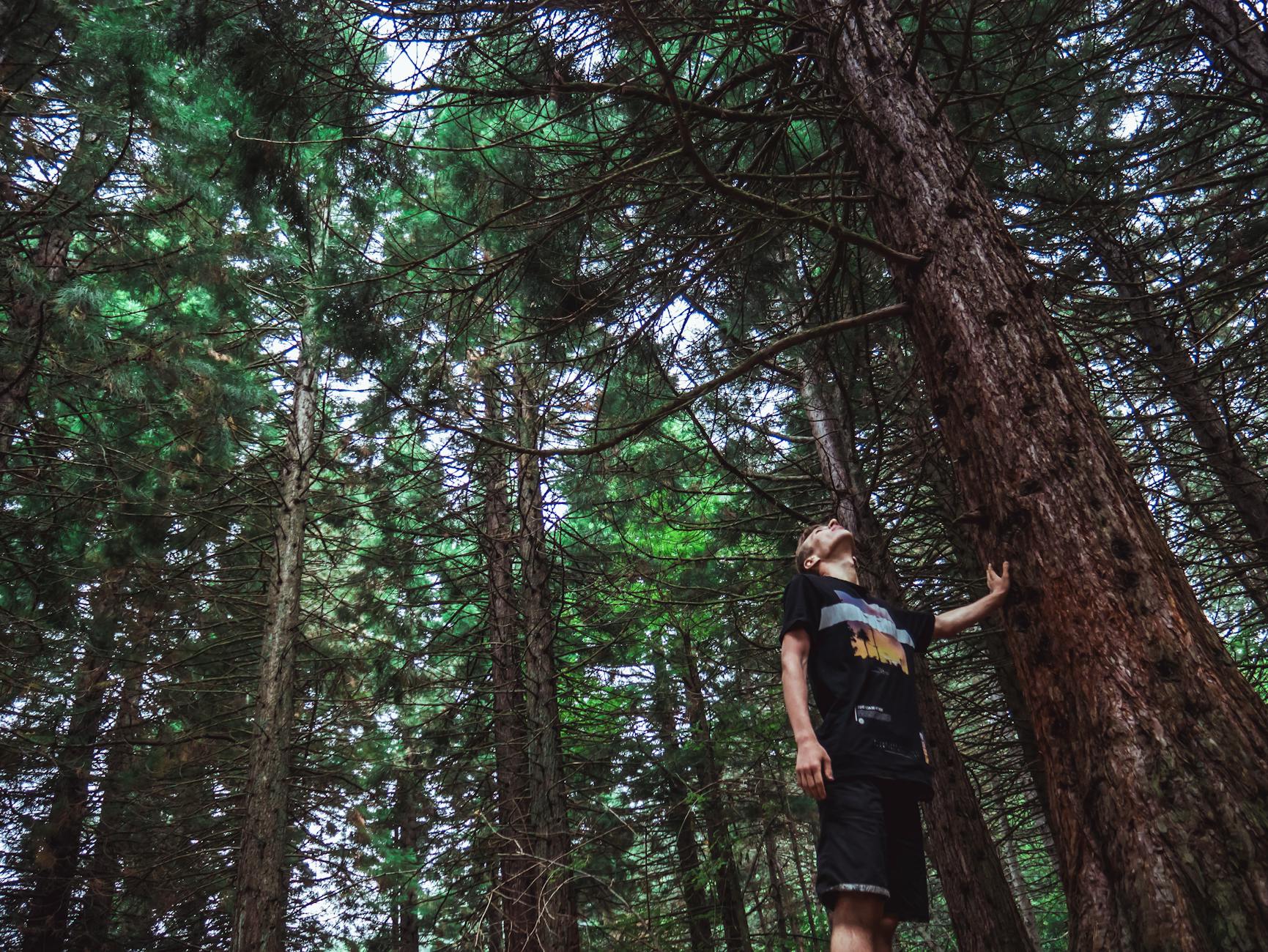 man looking at the top of the tree