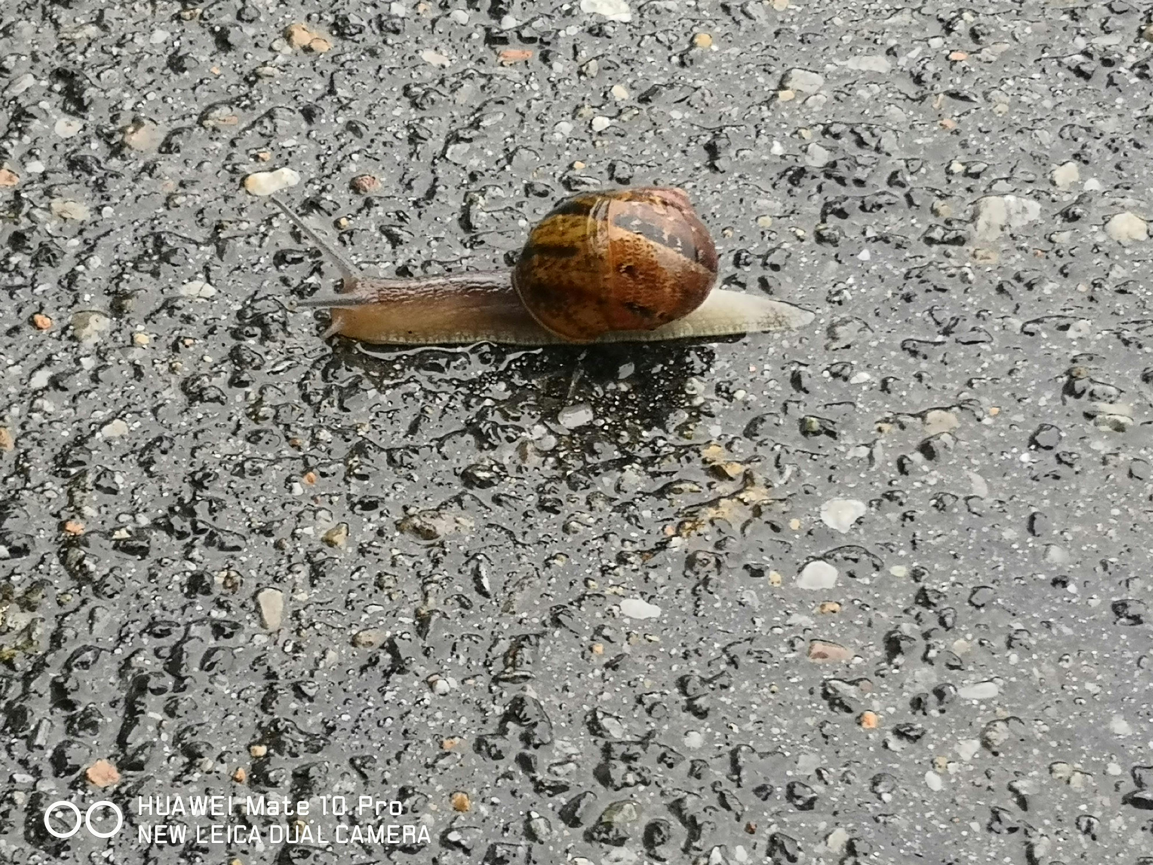 Free stock photo of slow, slow motion, snail