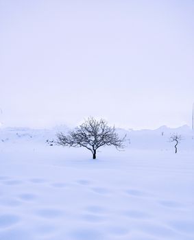A minimalist winter scene in Gaziantep, Türkiye, featuring leafless trees in a snow-covered field.