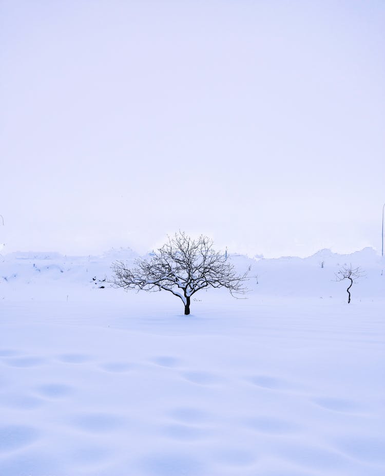 Leafless Trees On Snow Covered Field