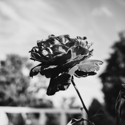Grayscale Photo of a Rose