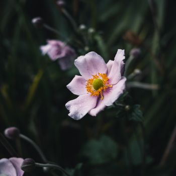 Close-up of a pink anemone flower with a vibrant yellow center in natural lighting.（イメージ）