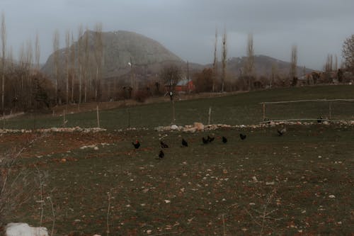 Free Herd of Sheep on Green Grass Field Near Brown Mountain Stock Photo