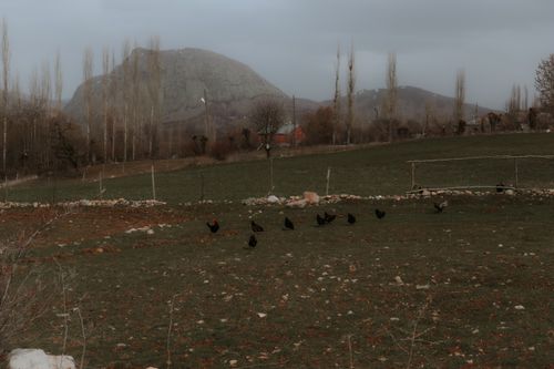 Free Chickens roam freely on a Turkish farm with a mountainous backdrop. Stock Photo