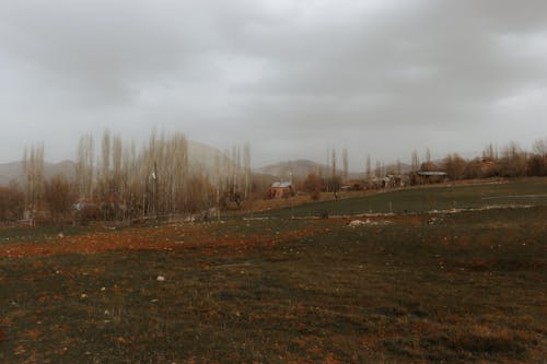 Foto d'estoc gratuïta de amb boira, arbres nus, camp