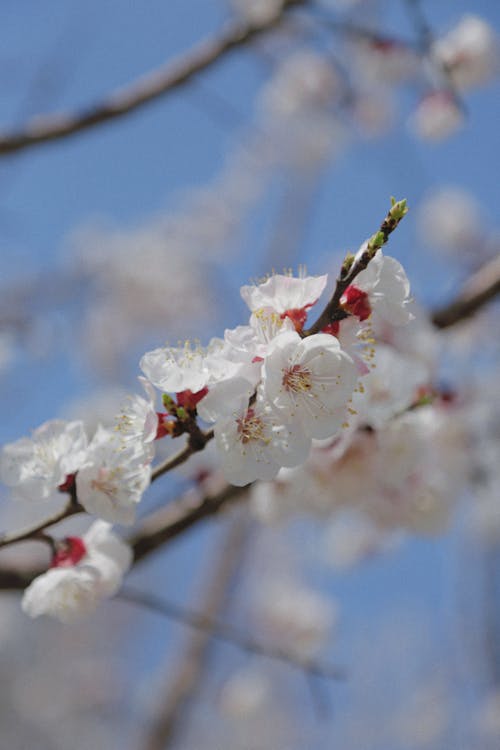 Free White and Red Cherry Blossom Stock Photo