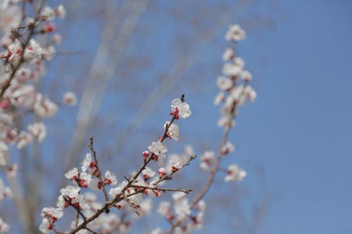 De franc Foto d'estoc gratuïta de branques, cel blau, flor de prunera Foto d'estoc