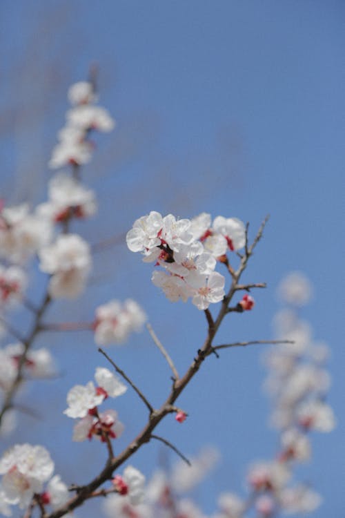 Free Blue Sky over White Flowers Stock Photo