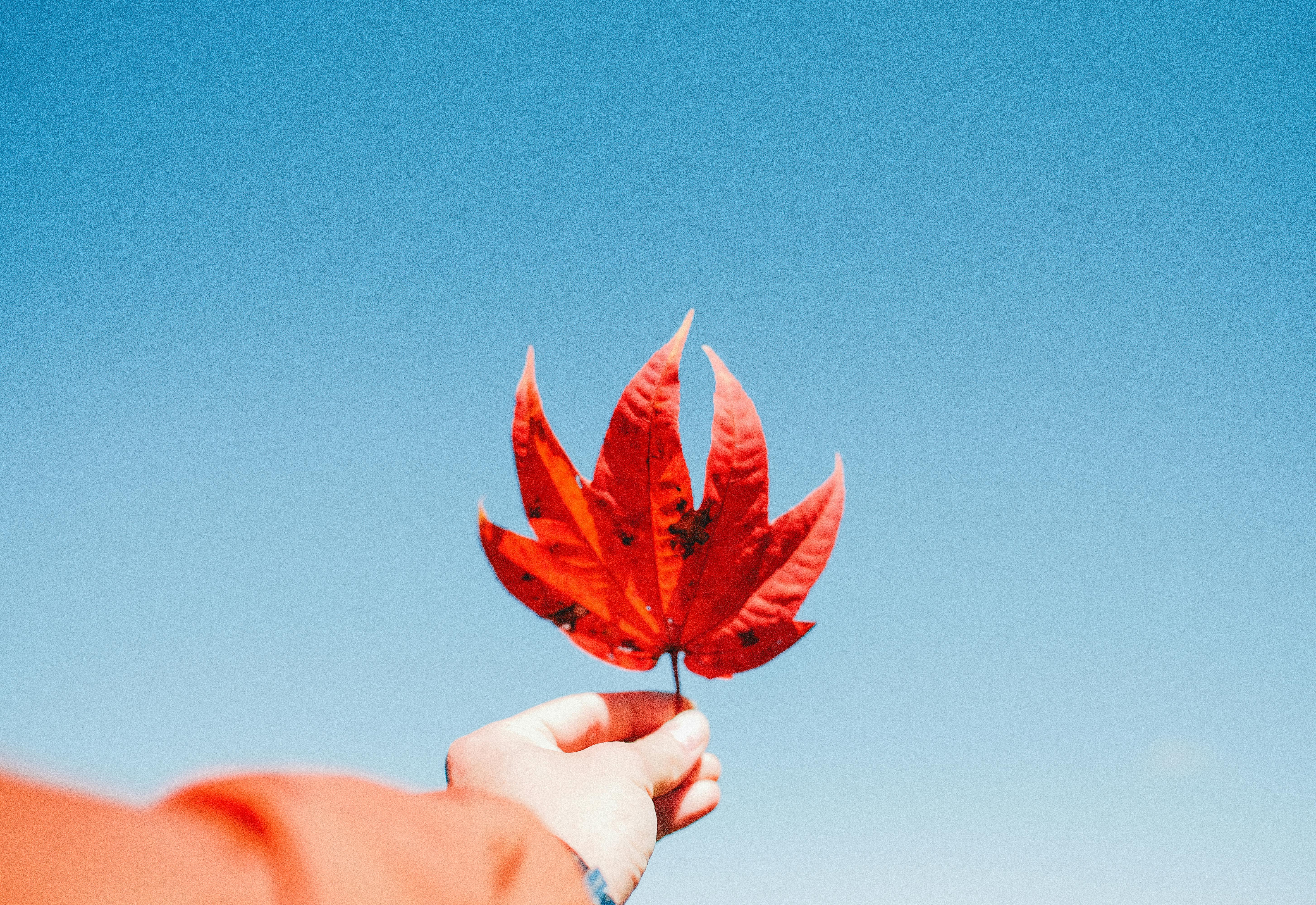 A person holds a vibrant red maple leaf against a clear blue sky in autumn.