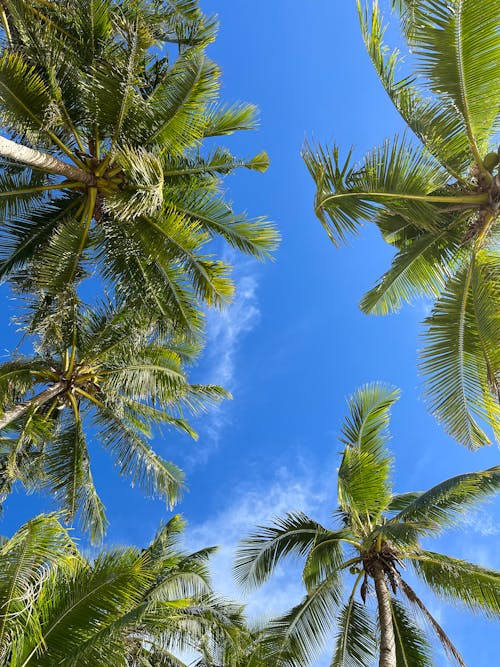 Blue Sky Over Coconut Trees