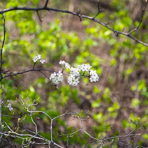 бесплатная Бесплатное стоковое фото с белые цветы, ветви, выборочный фокус Стоковое фото
