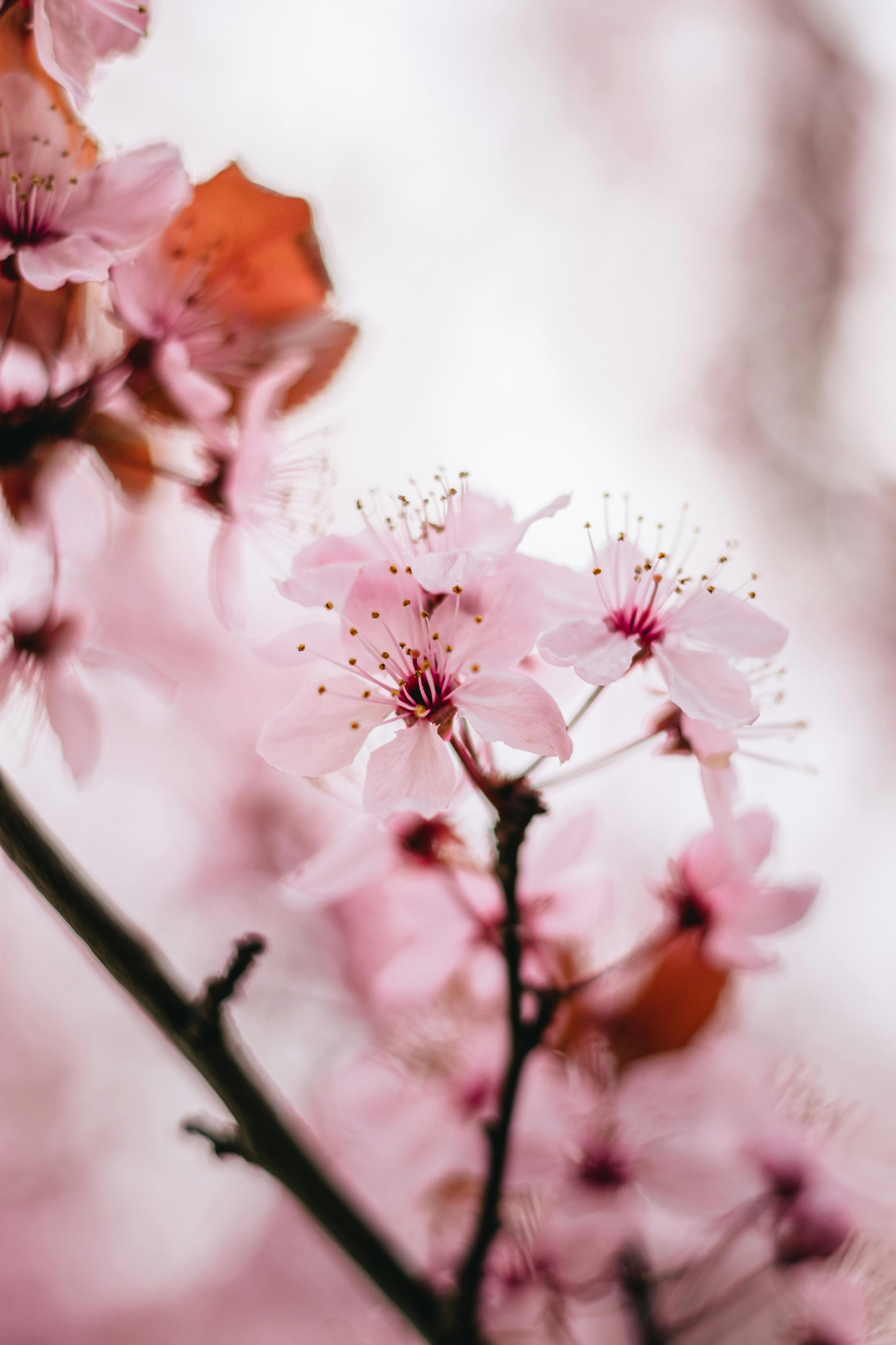 Beautiful pink and white cherry blossom wallpaper pack