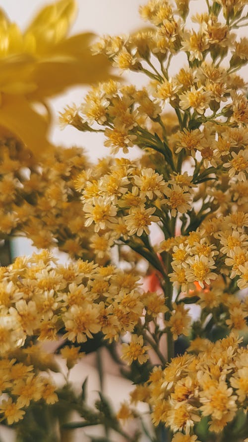 垂直拍摄, 特写, 花 的 免费素材图片