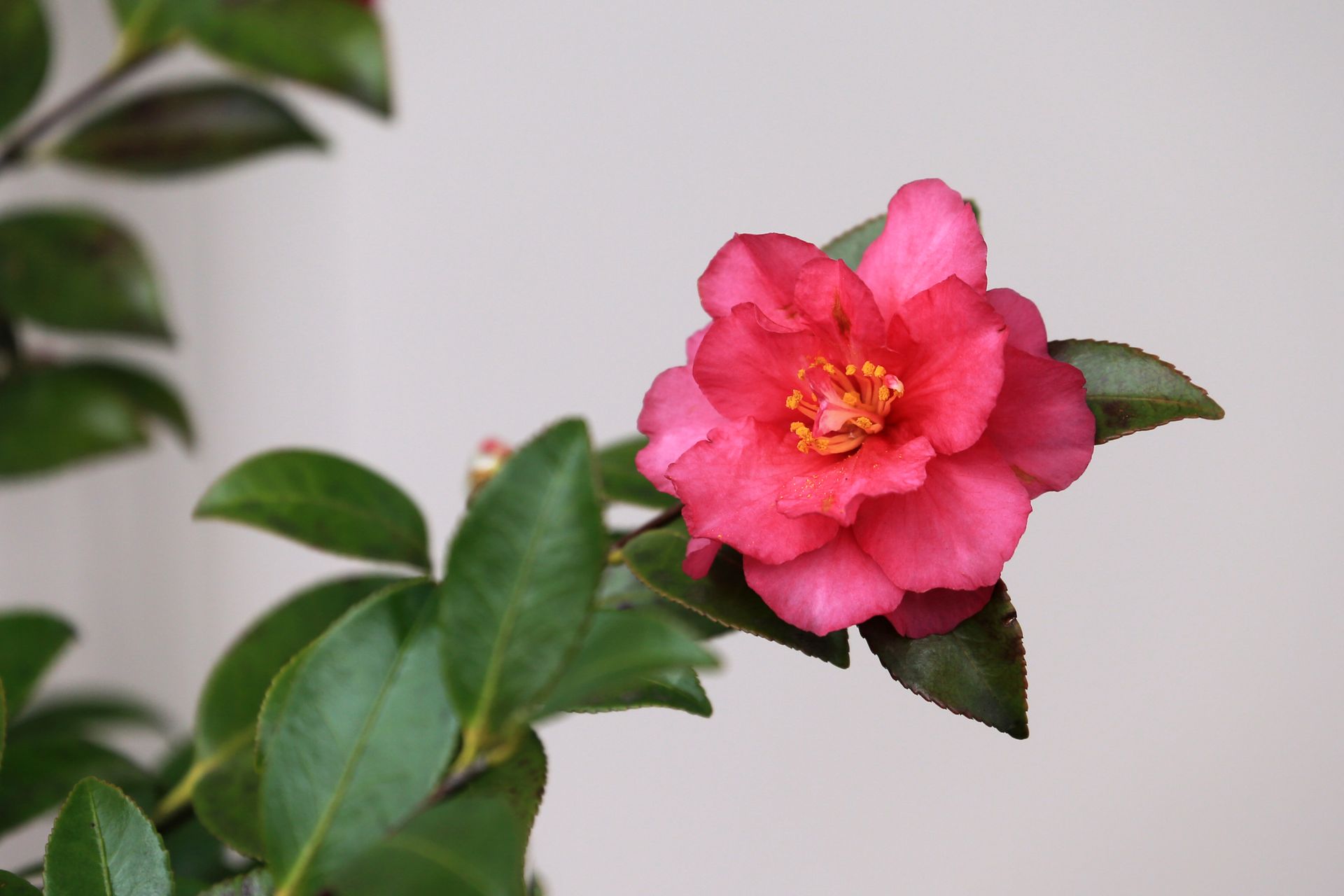 Vivid pink sasanqua camellia flower captured in detail, showcasing its vibrant colors and delicate petals.