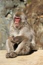Brown Monkey Sitting on Rock