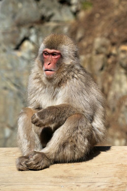 Free A Japanese macaque sitting thoughtfully with a natural backdrop. Stock Photo