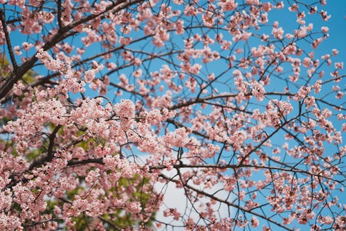 Free Pink Cherry Blossoms Under Blue Sky Stock Photo