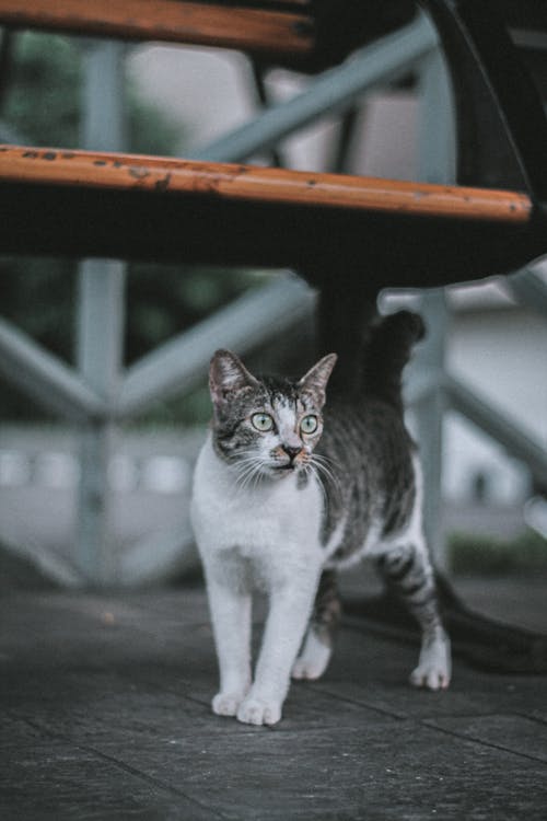 Fotobanka s bezplatnými fotkami na tému chlpatý, cicavec, domáce zviera