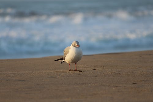 Photos gratuites de aviaire, fermer, goéland à bec rouge