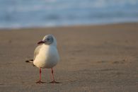 Gull Standing on Sand