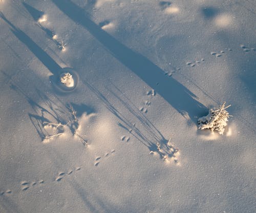 Immagine gratuita di alberi, congelato, coperto di neve