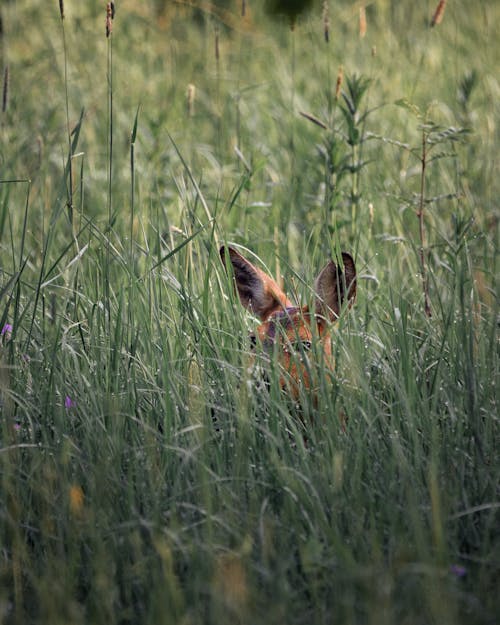 Deer Hiding on a Grass Field