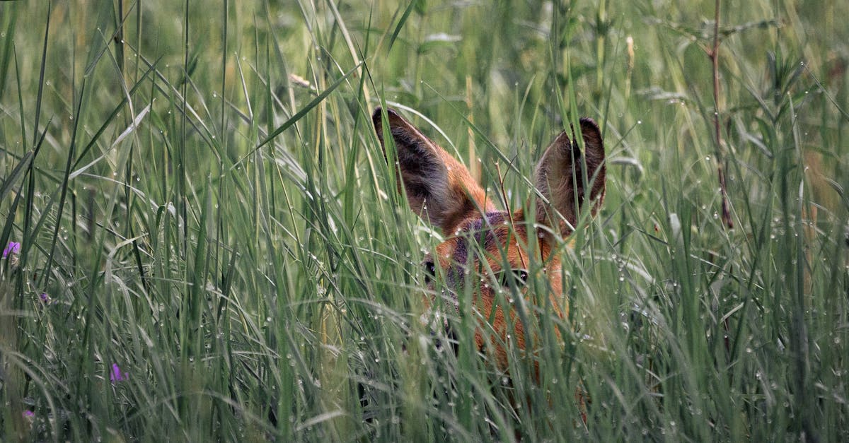 How to tan a deer hide without brains