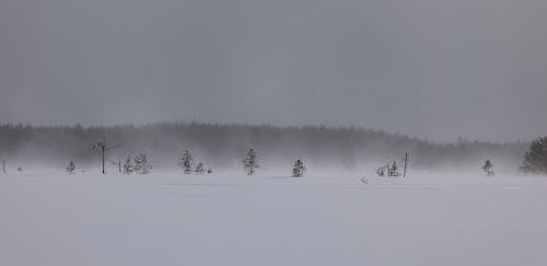ağaçlar, çekilmiş, kar içeren Ücretsiz stok fotoğraf