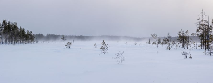 Silent snowy forest landscape in Finland's winter.