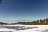 Green Pine Trees on Snow Covered Ground Under Blue Sky