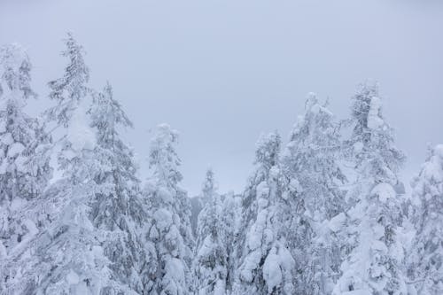 Foto profissional grátis de árvores, coberto de neve, inverno